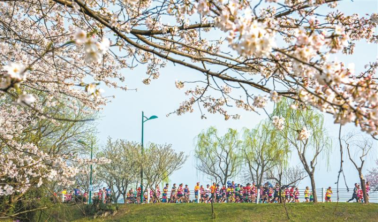 “櫻花+”經濟，涌動無錫春天
